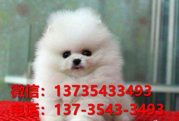 福建厦门宠物狗狗犬舍出售纯种博美犬茶杯狗卖狗买狗地方