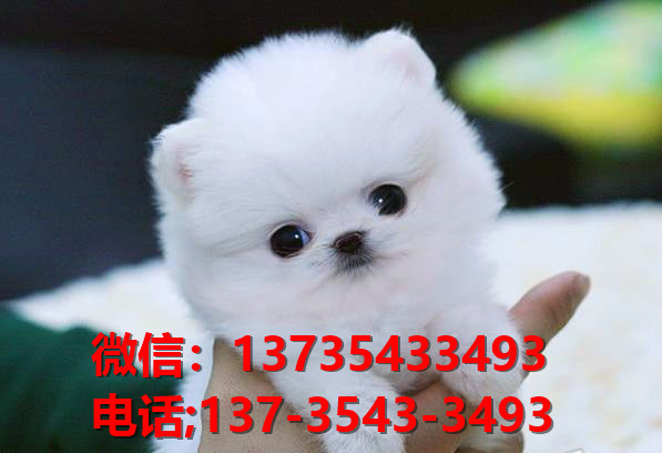 上海宠物狗狗犬舍出售纯种博美犬茶杯狗袖珍犬