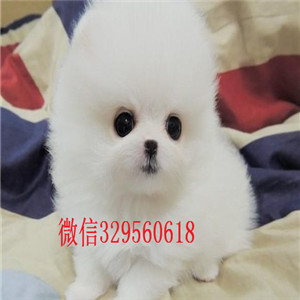 青岛博美多少钱一只 犬舍出售纯种健康家养繁