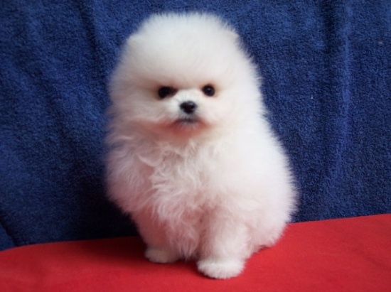 西畴县买狗 西畴县买博美请进 狗场小博美出售