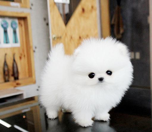 东莞博美犬一只多少钱 东莞哪里买博美犬有保