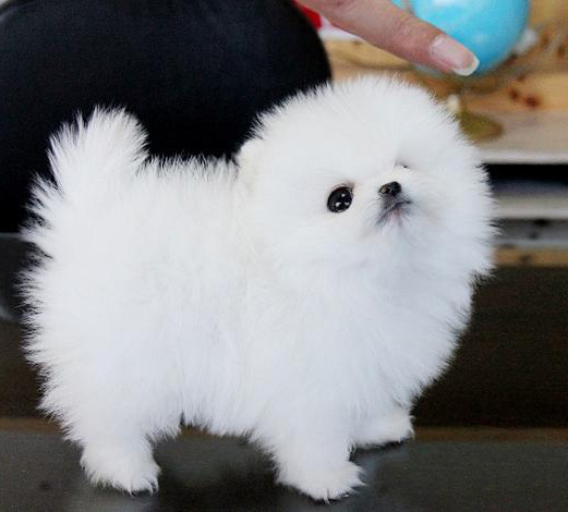 东莞博美犬一只多少钱 东莞哪里买博美犬有保障