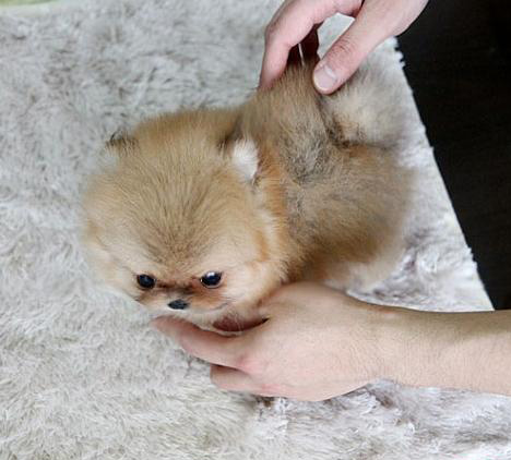 东莞博美犬一只多少钱 东莞哪里买博美犬有保障