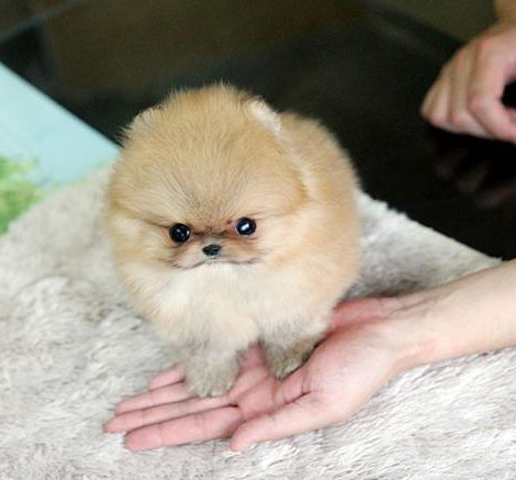 东莞博美犬一只多少钱 东莞哪里买博美犬有保障