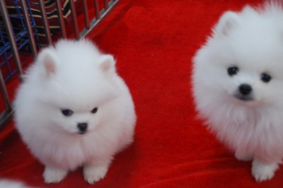 红河蒙自买狗买博美 狗场常年繁殖出售小博美