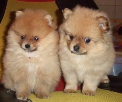 怒江买博美 云南狗场常年出售博美欢迎联系