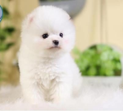 博美犬出售纯种幼犬