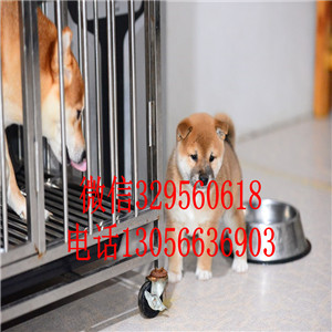 黄山哪里有卖赤色柴犬繁殖柴犬疫苗齐全