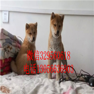 萍乡哪里有卖纯种柴犬繁殖柴犬疫苗齐全