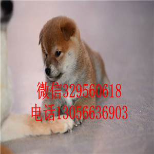 吉安出售双血统柴犬赛级柴犬高品质柴犬