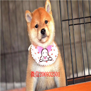 沈阳赤红色铁包金柴犬 高贵日系小柴 带血统带