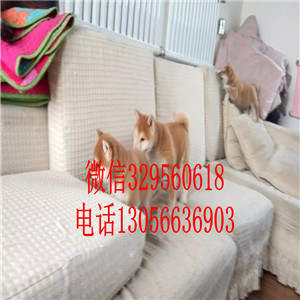 牡丹江出售赤色柴犬繁殖柴犬高品质柴犬