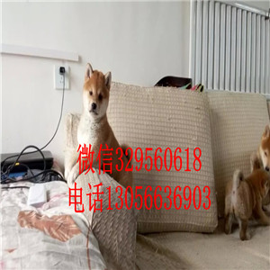 牡丹江出售赤色柴犬繁殖柴犬高品质柴犬