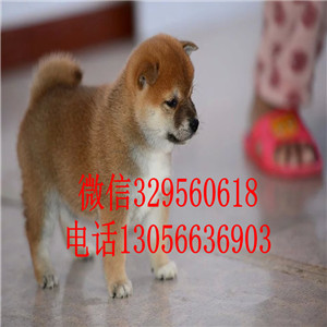 绥化哪里能买到赤色柴犬柴犬价格疫苗齐全