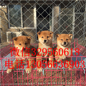 九江哪里能买到纯种柴犬赛级柴犬疫苗齐全