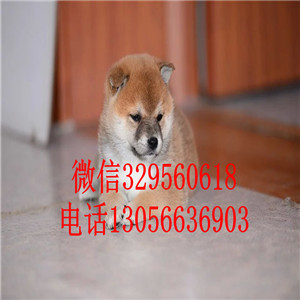 吉安出售双血统柴犬赛级柴犬高品质柴犬