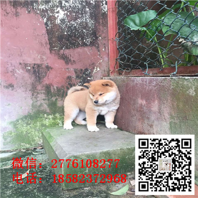 昌吉哪里有卖日本柴犬 日系纯种柴犬多少钱 赤色红色柴犬繁殖 柴犬长多大价格