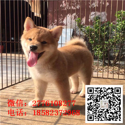 昌吉哪里有卖日本柴犬 日系纯种柴犬多少钱 赤色红色柴犬繁殖 柴犬长多大价格