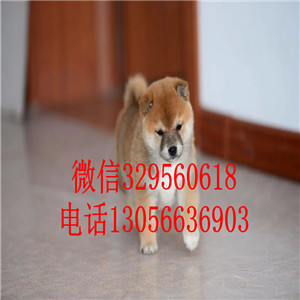 晋城出售赤色柴犬繁殖柴犬纯种健康的柴犬