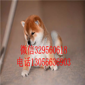 抚顺出售赤色柴犬柴犬多少钱纯种健康的柴犬