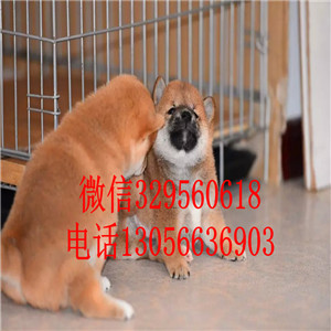 潍坊出售日系柴犬柴犬多少钱纯种健康的柴犬