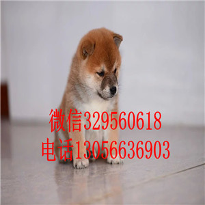 吉安出售双血统柴犬赛级柴犬高品质柴犬