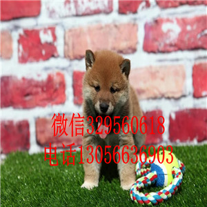 九江哪里能买到纯种柴犬赛级柴犬疫苗齐全