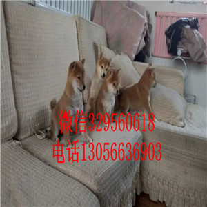 牡丹江出售赤色柴犬繁殖柴犬高品质柴犬