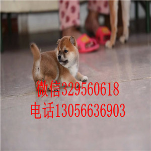 吉安出售双血统柴犬赛级柴犬高品质柴犬