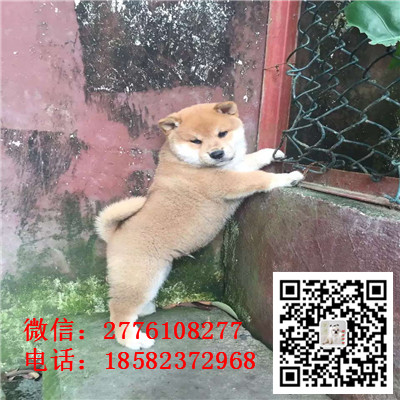 昌吉哪里有卖日本柴犬 日系纯种柴犬多少钱 赤色红色柴犬繁殖 柴犬长多大价格