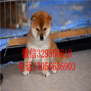 潍坊出售日系柴犬柴犬多少钱纯种健康的柴犬