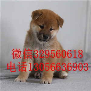 湖州哪里有卖日系柴犬精品柴犬纯种健康的柴犬