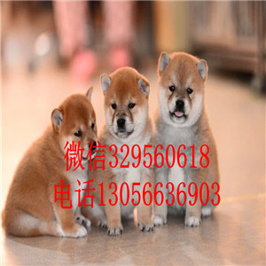 临汾哪里能买到赤色柴犬柴犬犬舍包纯种健康