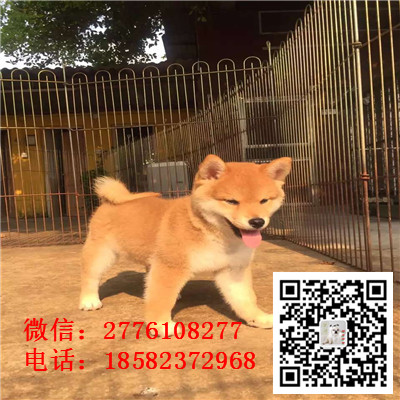 铜陵哪里有卖日本柴犬 日系纯种柴犬多少钱 赤