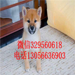 漳州哪里能买到赤色柴犬柴犬多少钱高品质柴犬