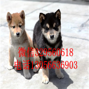 泰安哪里能买到赤色柴犬赛级柴犬高品质柴犬