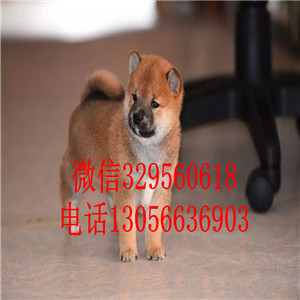 云阳哪里有卖双血统柴犬赛级柴犬包纯种健康