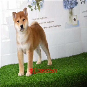 沈阳赤红色铁包金柴犬 高贵日系小柴 带血统带证书