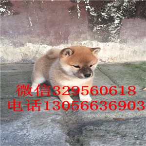 吉安哪里有卖赤色柴犬赛级柴犬纯种健康的柴犬