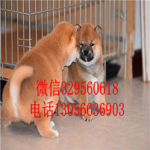 潍坊出售日系柴犬柴犬多少钱纯种健康的柴犬