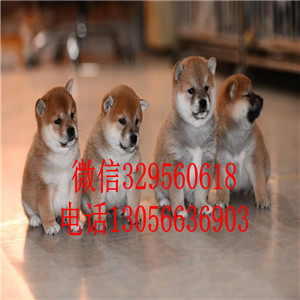 临汾哪里能买到赤色柴犬柴犬犬舍包纯种健康