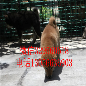 泰安哪里能买到赤色柴犬赛级柴犬高品质柴犬