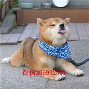 沈阳赤红色铁包金柴犬 高贵日系小柴 带血统带证书