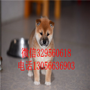 舟山出售双血统柴犬柴犬价格包纯种健康