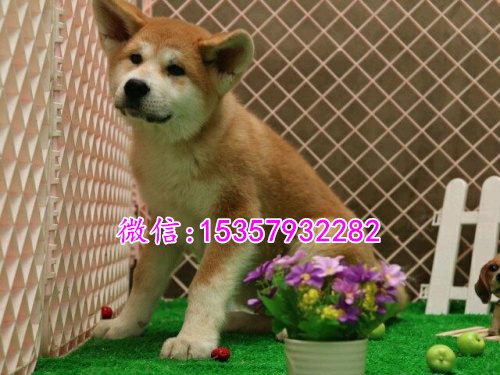 沈阳哪里有卖纯种柴犬 柴犬多少钱一只 柴犬专卖宠物店