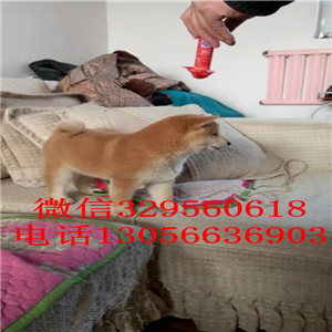 牡丹江出售赤色柴犬繁殖柴犬高品质柴犬
