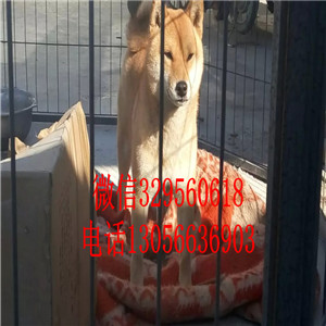 舟山出售双血统柴犬精品柴犬包纯种健康