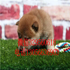 九江哪里能买到纯种柴犬赛级柴犬疫苗齐全