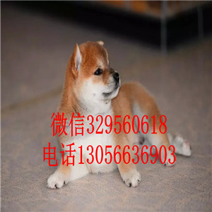 潍坊出售日系柴犬柴犬多少钱纯种健康的柴犬