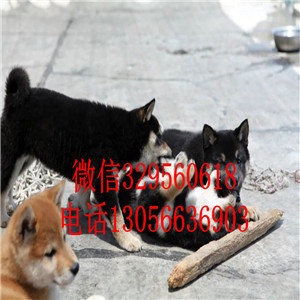 辽阳哪里有卖双血统柴犬繁殖柴犬纯种健康的柴